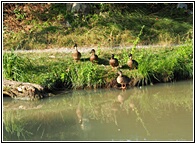 Ducks