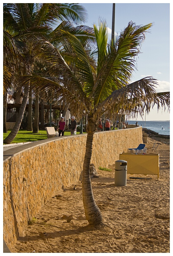 Palmera Tropical
