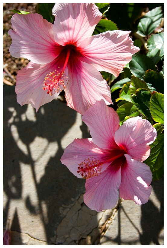 Pareja de Hibiscos