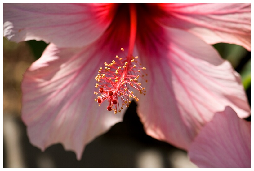 Hibisco