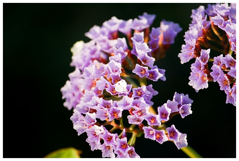 Flor Autctona