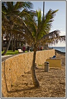 Palmera Tropical
