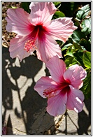 Pareja de Hibiscos