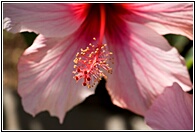 Hibisco