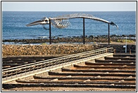 Esqueleto de Ballena