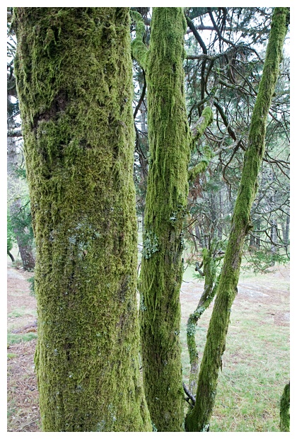 Musgo en Aloia