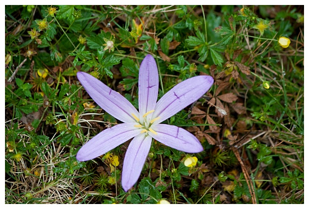 Flor Silvestre