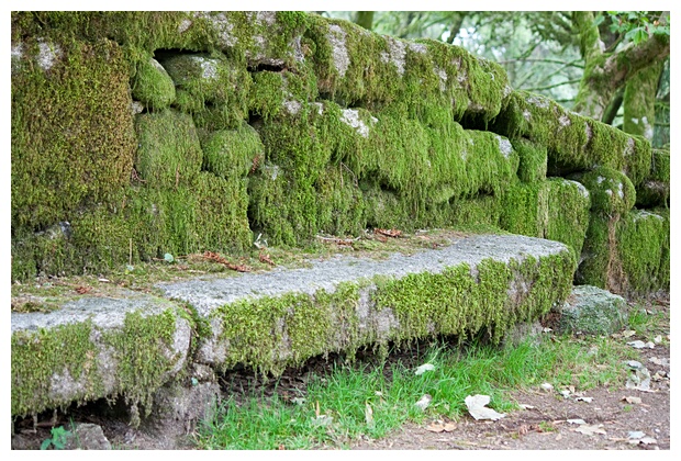 Musgo y Piedra