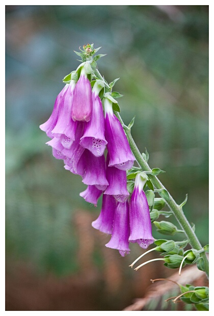 Digitalis Purprea