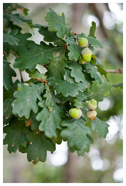 Roble o Carballo?