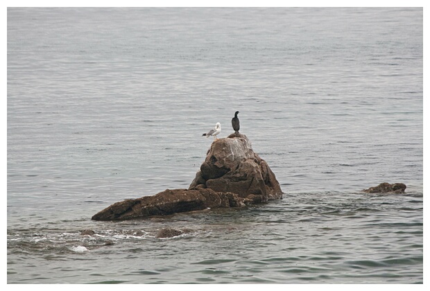 Aves Marinas