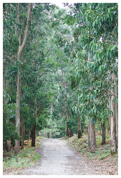 Bosque