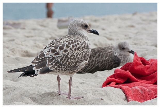 Gaviotas en la Playa