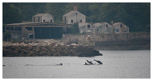 Delfines