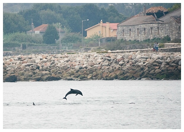 Contemplando los Delfines