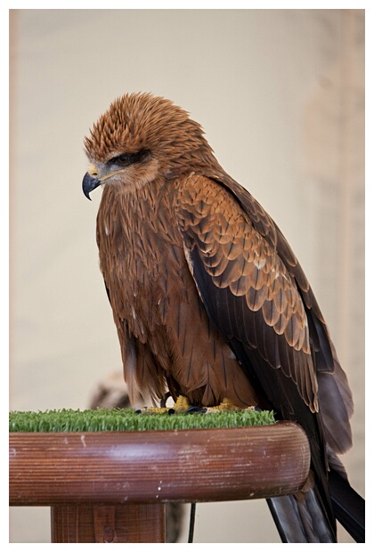 Aguila Ratonera