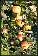 Manzanas Gallegas