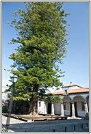 Araucaria Gigante