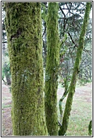 Musgo en Aloia