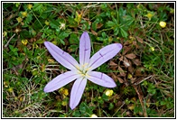 Flor Silvestre