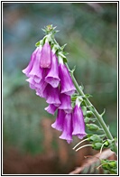 Digitalis Purprea