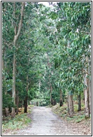 Bosque