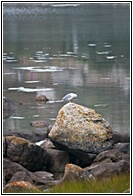 La Gaviota