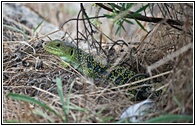 Lagarto Ocelado