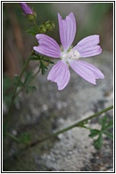 Flor Silvestre