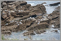 Gaviotas
