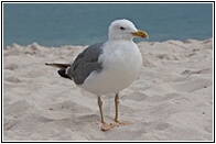 Gaviota Patiamarilla