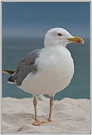 Gaviota Patiamarilla