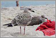 Gaviotas en la Playa