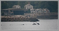 Delfines