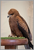 Aguila Ratonera
