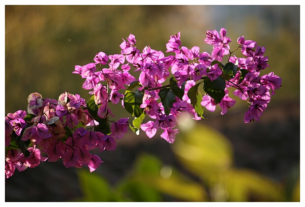 Buganvilla en Flor