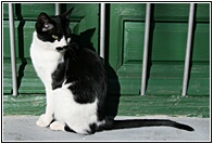 Gato al Sol