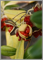 Extrao Fruto