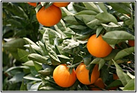 Naranjas