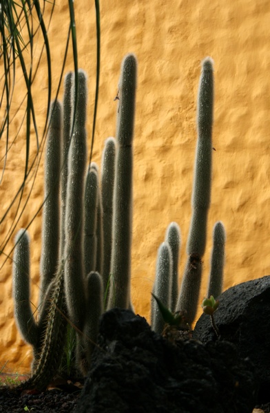 Cactus