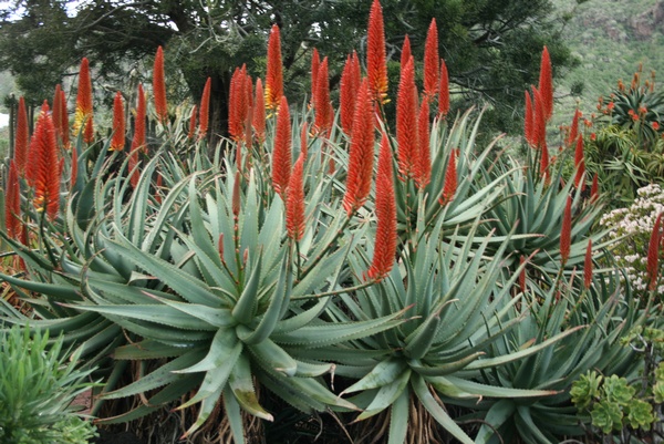 Aloe
