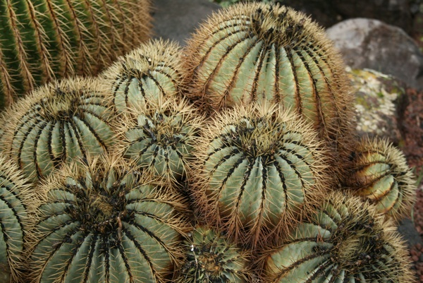 Jardn de Cactus