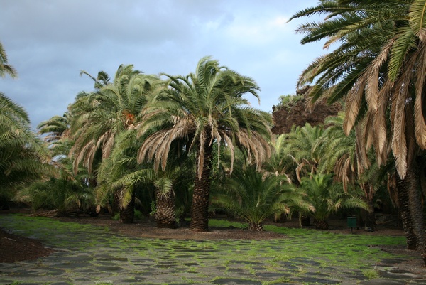 Jardn Botnico