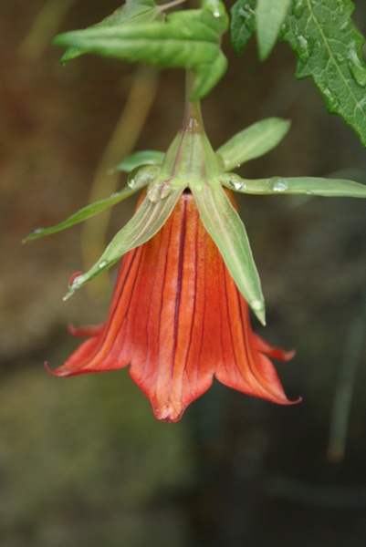 Flor Canaria