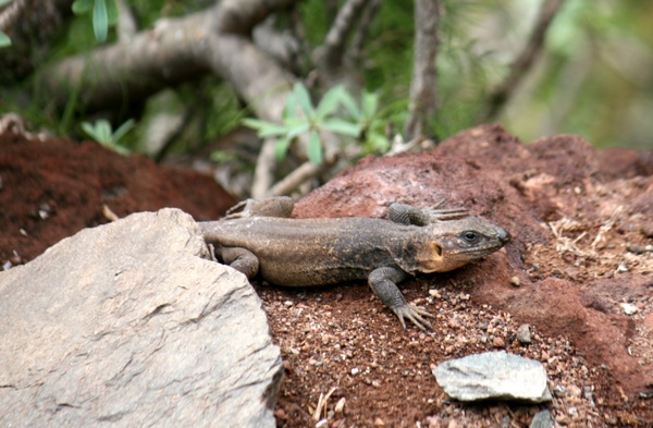 Lagarto Canario
