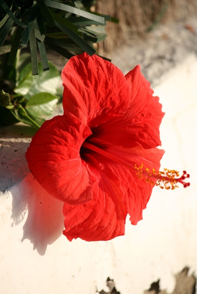 Flor de Hibisco