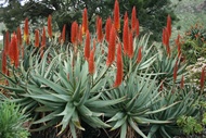 Aloe