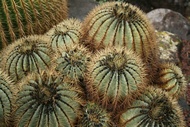 Jardn de Cactus