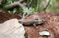 Lagarto Canario