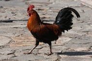 Gallo Gallito